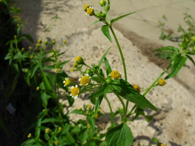 Galinsoga parviflora / Galinsoga comune